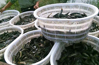 清洋湖：打造公园式养殖示范园区
